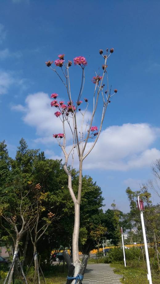 洋紅風鈴木、粉紅風鈴木、Tabebuia pentaphylla, Tabebuia rosea、pink trumpet tree